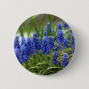 TraubenHyakinth Button