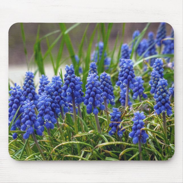TraubenHyakinth Mousepad (Vorne)