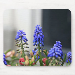 Traubenhyakinth Mousepad