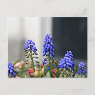 Traubenhyazinthe Postkarte