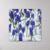 TraubenHyazinthen in Snow Canvas Print