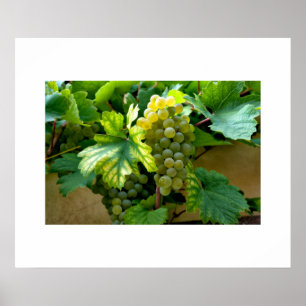 Traubenposter Poster