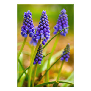 Traubenreste, Ohio Fotodruck