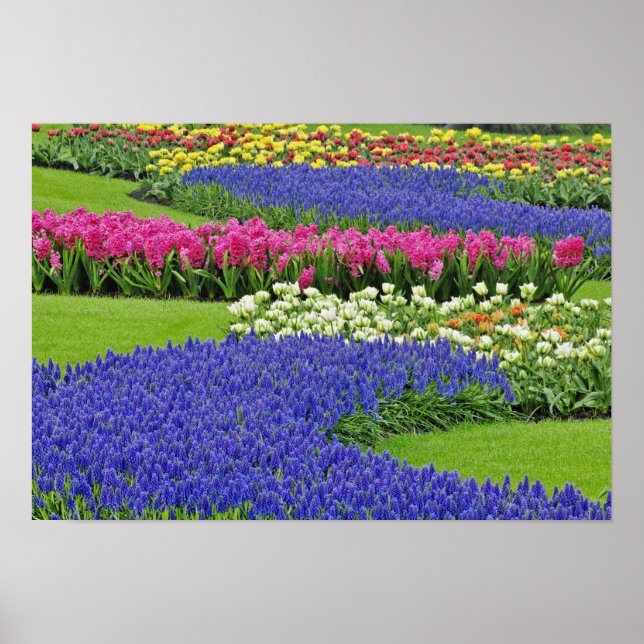 Traubentrester, Tulpen und 3 Poster (Vorne)