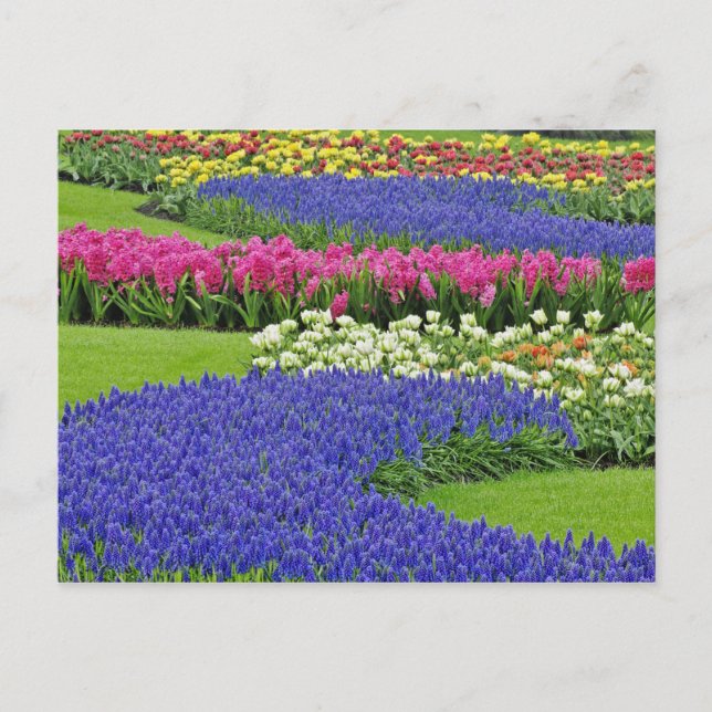 Traubentrester, Tulpen und 3 Postkarte (Vorderseite)
