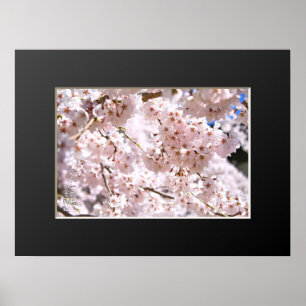 Trauer-Kirsche ('Nara Ichiban-Zakura') Poster