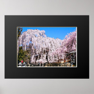 Trauer-Kirsche ('Nara Ichiban-Zakura') Poster