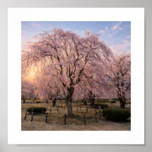 Trauerkirschblüte bei Sonnenuntergang – Kunstdruck