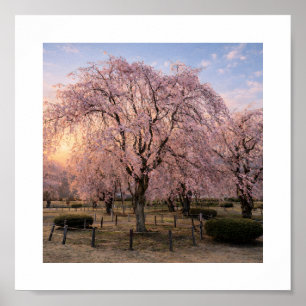 Trauerkirschblüte bei Sonnenuntergang – Kunstdruck Poster