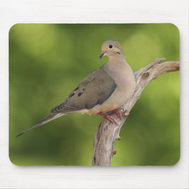 Trauernde Taube, Zenaida macroura Mousepad (Vorne)
