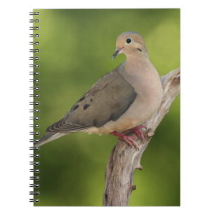 Trauernde Taube, Zenaida macroura Notizblock