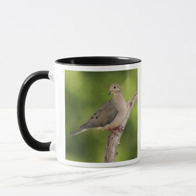 Trauernde Taube, Zenaida macroura Tasse (Links)