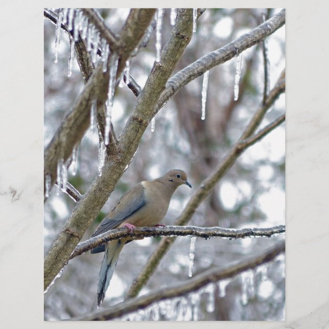 Trauertaube (Vorderseite)