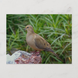 Trauertaube auf einem Felsen Postkarte