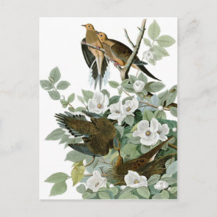 Trauertaube, John James Audubon Fein Postkarte