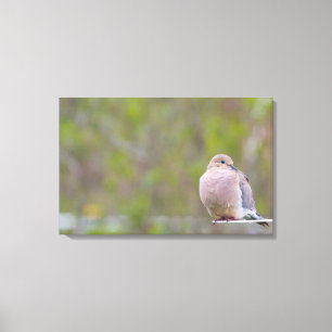 Trauertaube Leinwanddruck