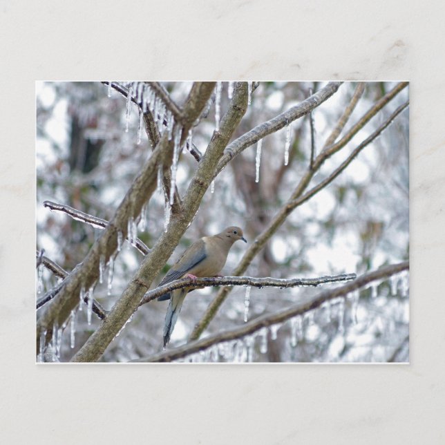 Trauertaube Postkarte (Vorderseite)