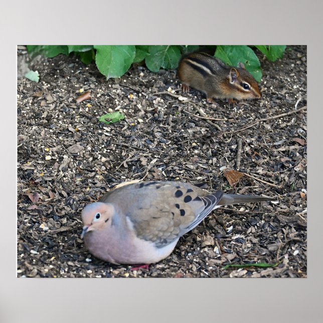 Trauertaube und Chipmunk-Poster Poster (Vorne)
