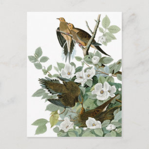 Trauertaube von Audubon Postkarte
