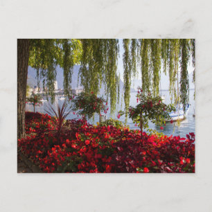 Trauerweide Rote Blumenpostkarte Postkarte