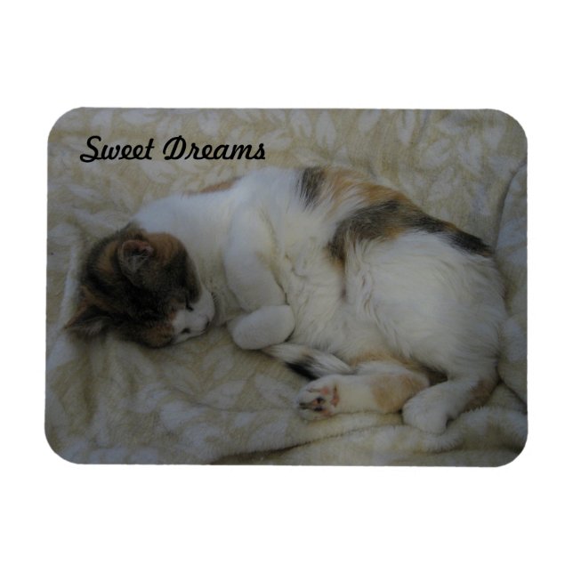 Träume von Katzen und Süßen Magnet (Horizontal)