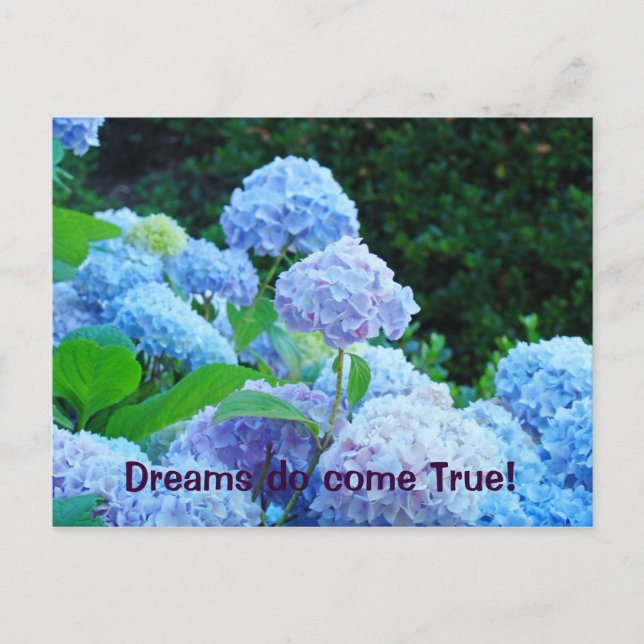 Träume werden wahr! Postkarten Blaue Hortensie (Vorderseite)