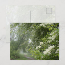 Träumerische Frühlingsbäume, ästhetische Natur Postkarte