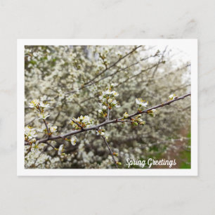 Träumerische Frühlingsblüten Naturfoto individuell Postkarte