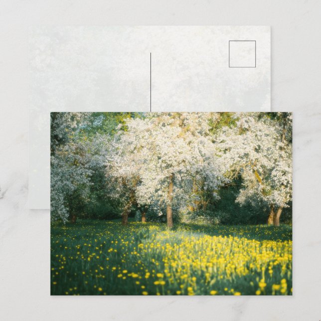 Träumerischer Frühlingsobstgarten Postkarte (Vorne/Hinten)