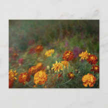 Träumerisches Ringelblumen-Fine-Art-Foto