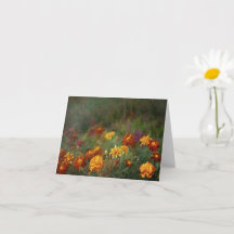 Traumhafte Ringelblumen-Fine-Art-Foto