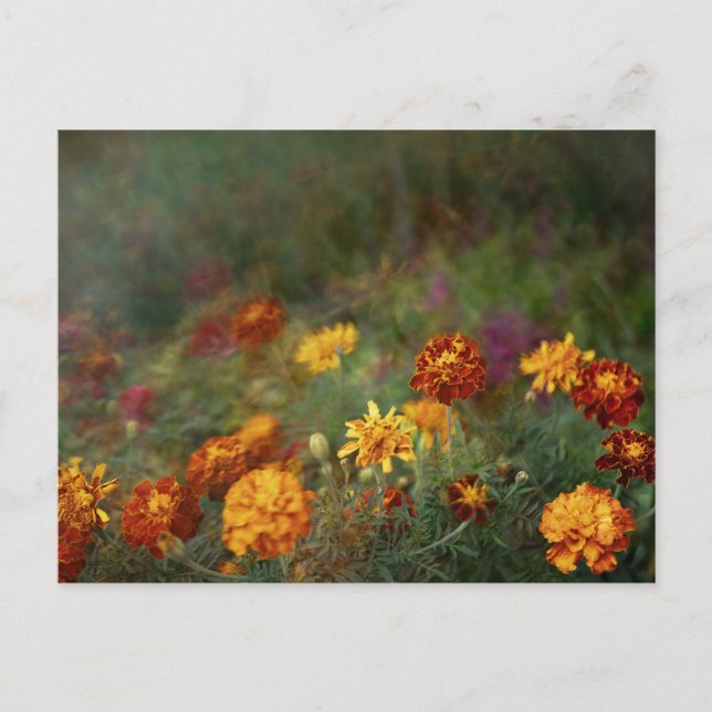 Traumhafte Ringelblumen-Foto-Kunst Postkarte (Vorderseite)