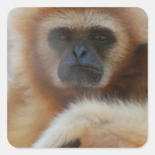 Traurige Gibbon-Aufkleber Quadratischer Aufkleber