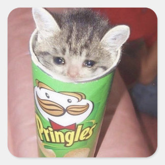 traurige Katze in Ringen kann Quadratischer Aufkleber