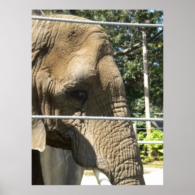 trauriger Elefant Poster (Vorne)