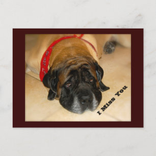Trauriger englischer Mastiff Hund I MIss You Postc Postkarte