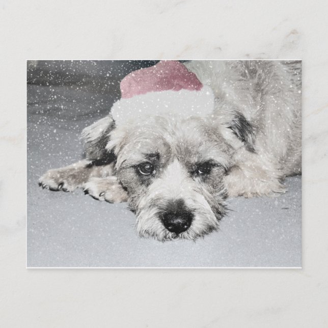 Trauriger kleiner Weihnachtshund Feiertagspostkarte (Vorderseite)