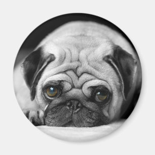 Trauriger Mops Magnet