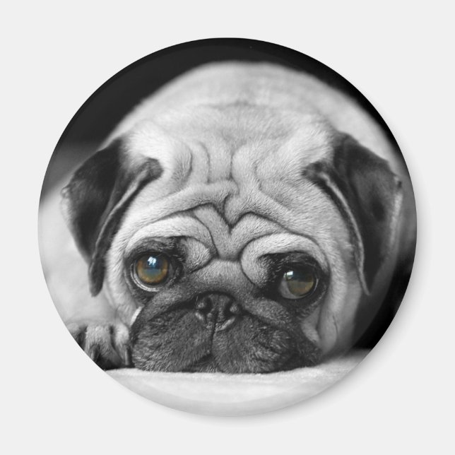 Trauriger Mops Magnet (Vorne)
