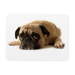 Trauriger Mops Magnet