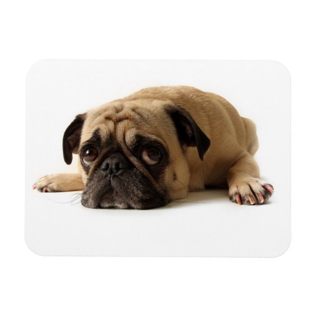 Trauriger Mops Magnet (Horizontal)