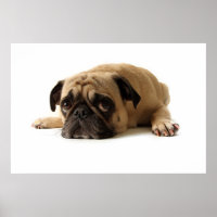 Trauriger Mops