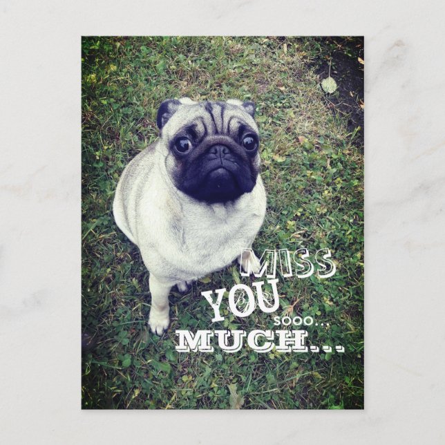Trauriger Mops Postkarte (Vorderseite)