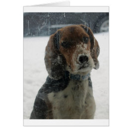 Trauriger schneebedeckter Beagle im Inneren