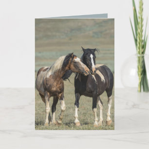 Traveller Court Son Mare Wild Horse Cartes de voeu