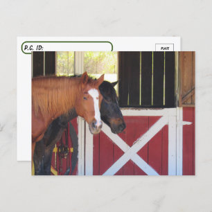 Traversée - Chevaux à la carte postale stable