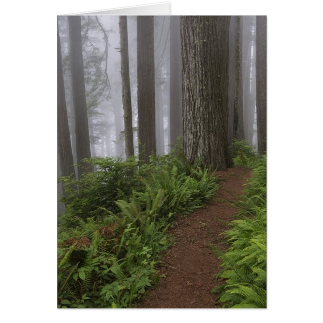 Traversée de séquoias géants noyés (Devant)