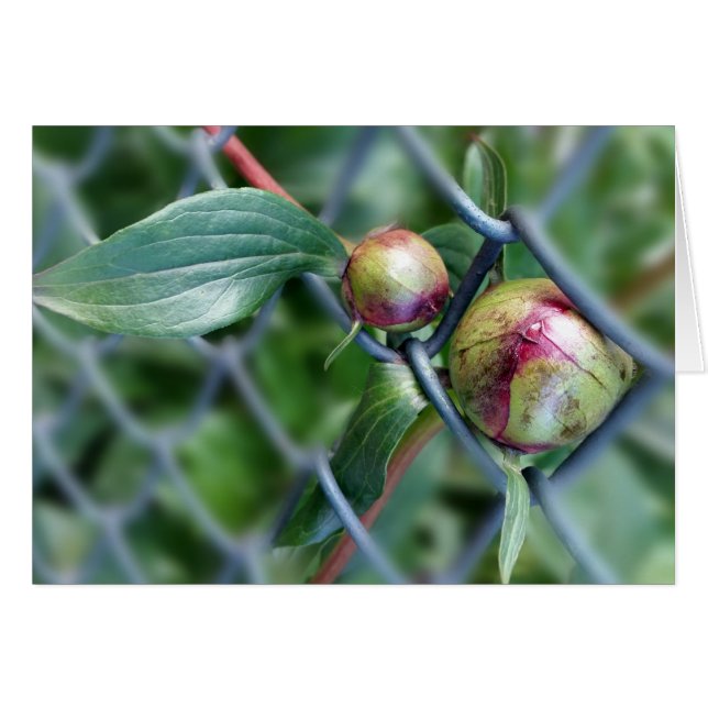 traverser la clôture (Devant horizontal)