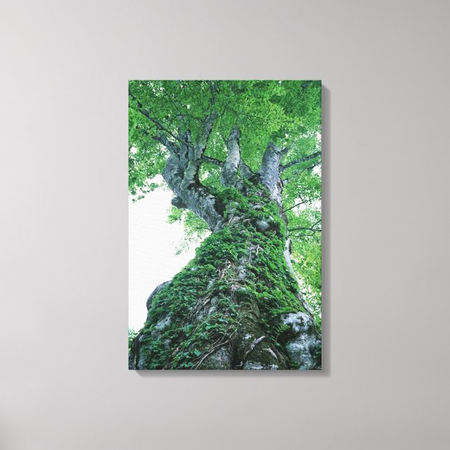 Tree 89 Stretched Canvas Print Leinwanddruck (Vorderseite)