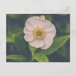 Tree Anemone Postkarte